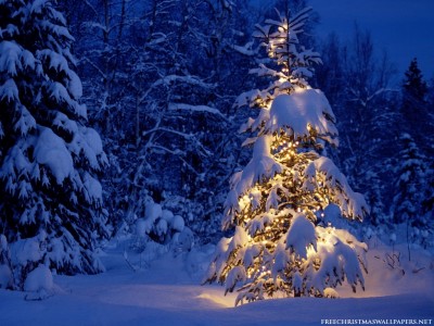 lonely-christmas-tree-1024-817436.jpg