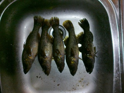 15062010406.jpg