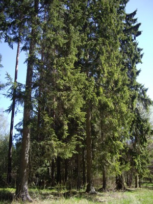 IMGP7095.JPG