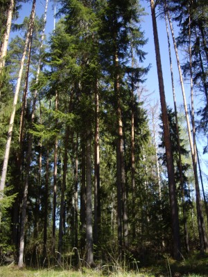IMGP7094.JPG