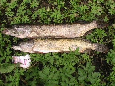 IMG_2565.JPG