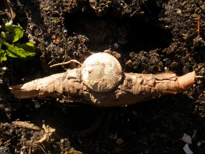 PB260624.JPG