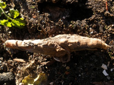 PB260628.JPG