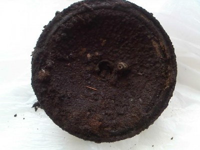 IMG310.jpg