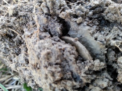 20150423_181317.jpg
