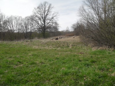 SDC16821.JPG