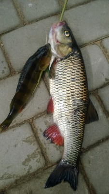 WP_20150619_003.jpg