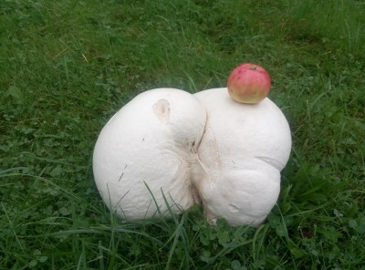 calvatia 3.jpeg