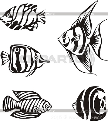 4158514-set-of-black-and-white-tropical-fish.jpg
