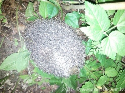 SNC02767.jpg