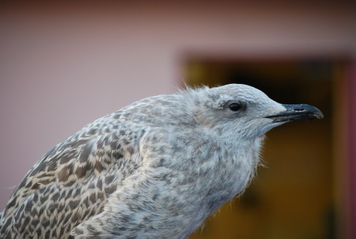 DSC_0387.jpg