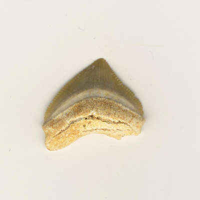 CORAX Oristodontus.JPG