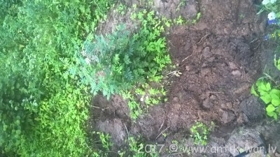 WP_20170717_20_42_45_Pro.jpg