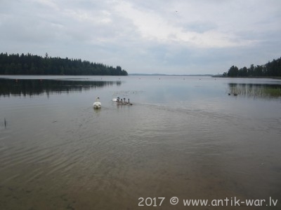 02.08.2017g Gulbji Aluksnes ezera.JPG