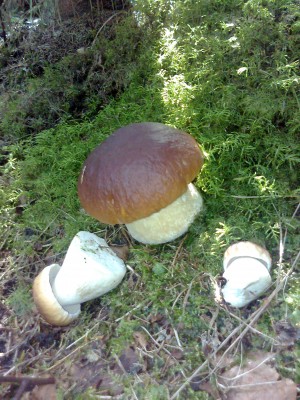 Fotoattēls0340.jpg