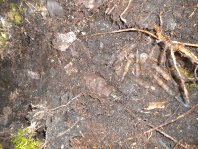 DSCN4687.JPG