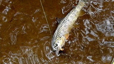 IMG_20180615_143646.jpg