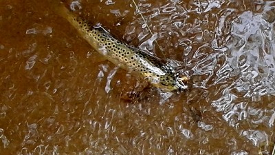 IMG_20180615_143713.jpg