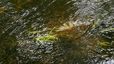 IMG_20180615_171123.jpg