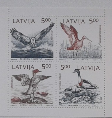 BIRDS_.jpg