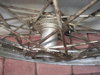 rats 009.JPG