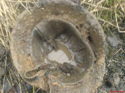 DSC00061.JPG