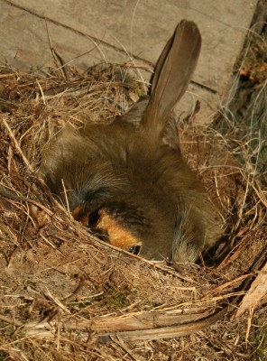 IMG_8614.jpg