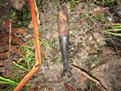 IMG_7155.jpeg