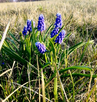P_20200328_170529_HDR.jpg