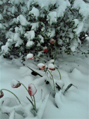 Fotoattēls0024.jpg