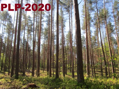 лес-2020-18.JPG