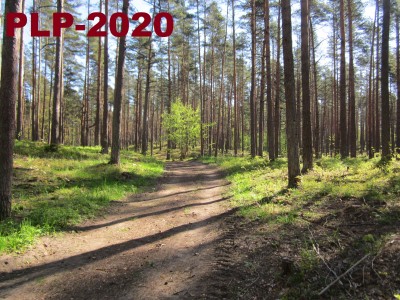 лес-2020-19.JPG