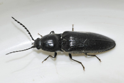 Hemicrepidius-niger-12-fws.jpg