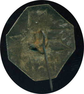 8017b.jpg