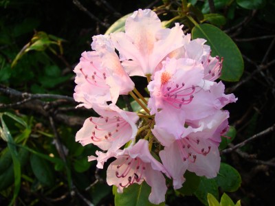 DSC04071.JPG