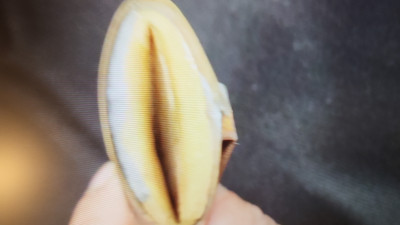 IMG-20241129-WA0067.jpeg