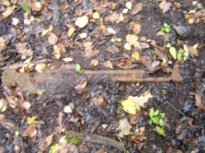 STA78148.JPG